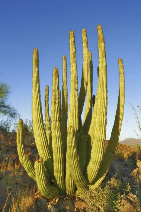 Framed Print : Organ pipe cactus - USA, Arizona, Pima, Organpipe Cactus National Monument - Sonora Framed Print : Organ pipe cactus - USA, Arizona, Pima, Organpipe Cactus National Monument - Sonora