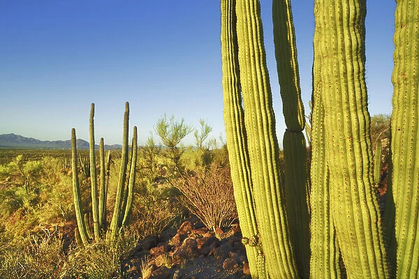 Organ pipe cactus - USA, Arizona, Pima, Organpipe Cactus National Monument - Sonora