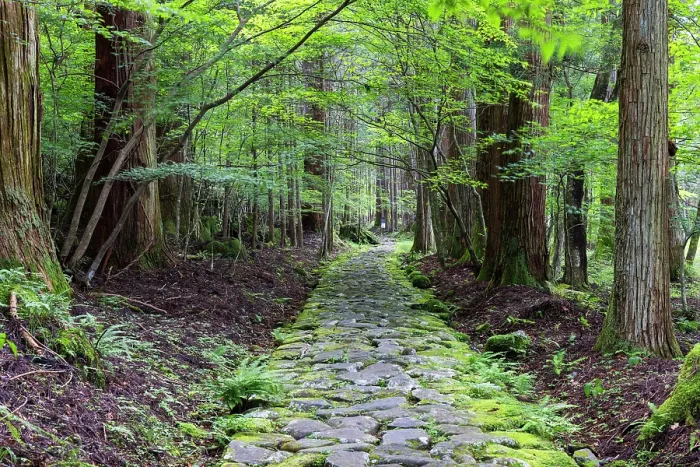 Framed Print : Original stone path in cedar forest (UNESCO World Heritage Site), Nikko, Tochigi, Japan Framed Print : Original stone path in cedar forest (UNESCO World Heritage Site), Nikko, Tochigi, Japan
