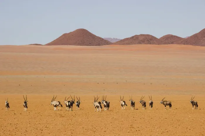 Framed Print : Orix in the Namib desert; Namibia; Southern Africa Framed Print : Orix in the Namib desert; Namibia; Southern Africa