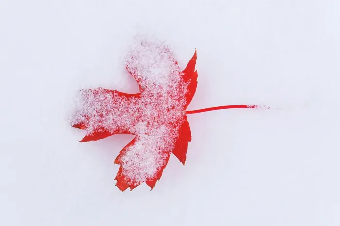 Framed Print : Ornamental maple leaf in snow. Backyard. Winnipeg, Manitoba, Canada
