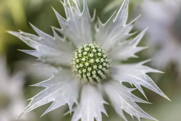 Framed Print : Ornamental thistle in Sissinghurst Castle Garden, England Framed Print : Ornamental thistle in Sissinghurst Castle Garden, England