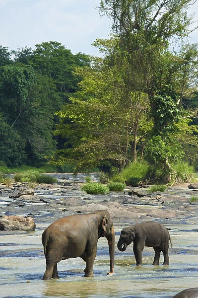 Orphaned Indian elephants at the Udawalawe Elephant Transit Home, Pinnawela, Sri Lanka