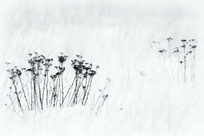Framed Print : Orsiera Rocciavre Park, Chisone Valley, Piedmont, Italy. Stems in the snow Framed Print : Orsiera Rocciavre Park, Chisone Valley, Piedmont, Italy. Stems in the snow