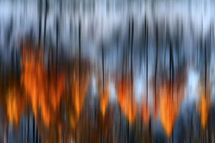 Framed Print : Orsiera Rocciavre Park, Chisone Valley, Piedmont, Italy. Larches impressions of light Framed Print : Orsiera Rocciavre Park, Chisone Valley, Piedmont, Italy. Larches impressions of light