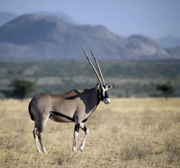 Framed Print : An oryx beisa in arid thorn scrub country Framed Print : An oryx beisa in arid thorn scrub country