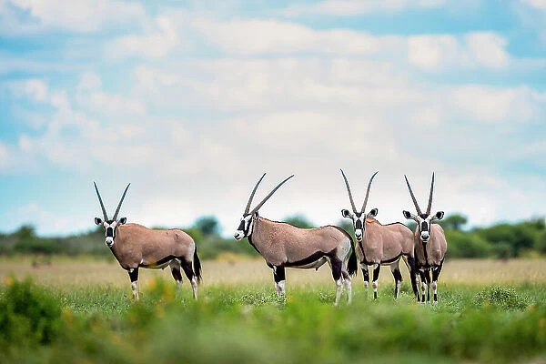 Oryx herd, Kalahari Desert, Botswana