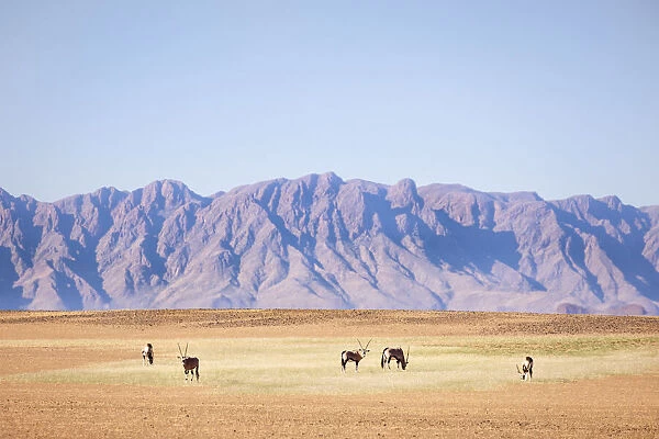 Oryx herd, Sossusvlei, Naukluft National Park, Namibia