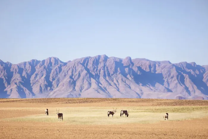 Framed Print : Oryx herd, Sossusvlei, Naukluft National Park, Namibia Framed Print : Oryx herd, Sossusvlei, Naukluft National Park, Namibia