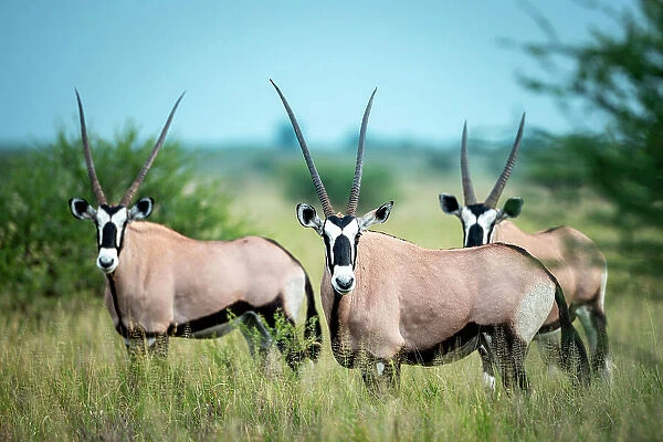 Oryx, Kalahari Desert, Botswana
