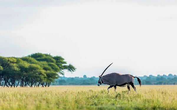 Oryx, Kalahari Desert, Botswana