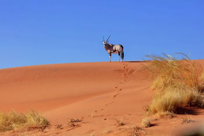 Framed Print : Oryx on a red sand dune, , Wolwedans, NamibRand Nature Reserve, Namibia, Africa Framed Print : Oryx on a red sand dune, , Wolwedans, NamibRand Nature Reserve, Namibia, Africa