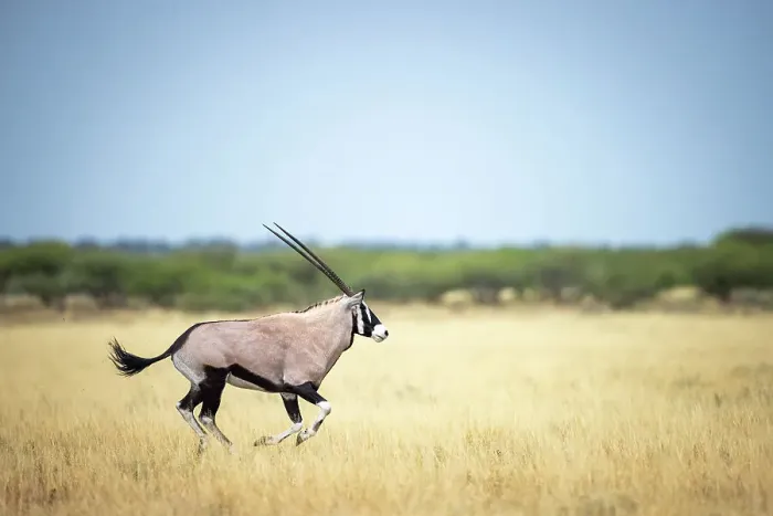 Framed Print : Oryx running, Kalahari Desert, Botswana Framed Print : Oryx running, Kalahari Desert, Botswana