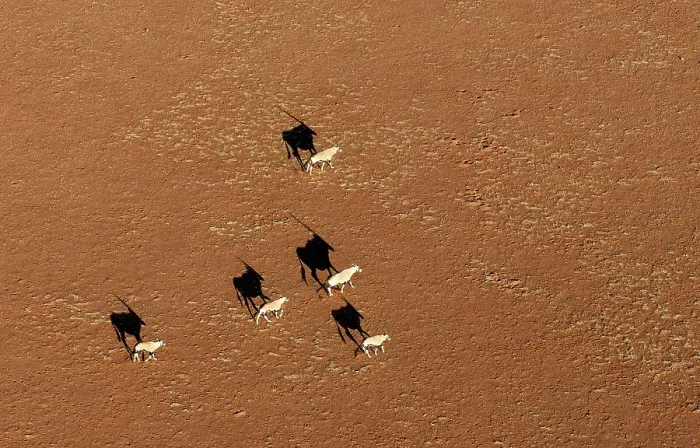 Framed Print : Oryx running across a sandy plain, Namib Naukluft Park, Namib Desert, Namibia Framed Print : Oryx running across a sandy plain, Namib Naukluft Park, Namib Desert, Namibia