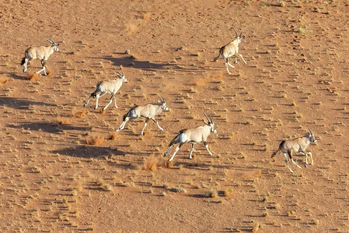 Framed Print : Oryx running across a sandy plain, Namib Naukluft Park, Namib Desert, Namibia Framed Print : Oryx running across a sandy plain, Namib Naukluft Park, Namib Desert, Namibia