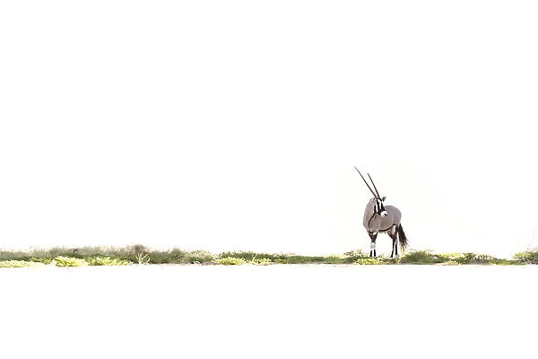 Oryx, Skeleton Coast National Park, Namibia