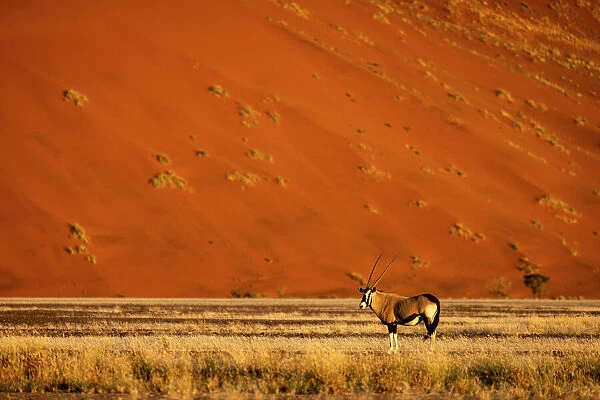 Oryx, Sossusvlei, Naukluft National Park, Namibia
