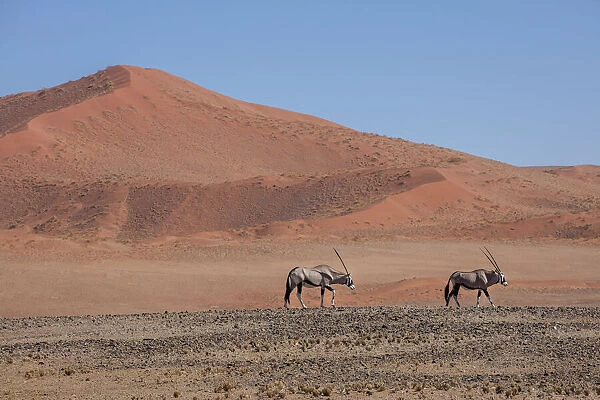 Oryx walk across the desert landscape, Sossusvlei, Namibia