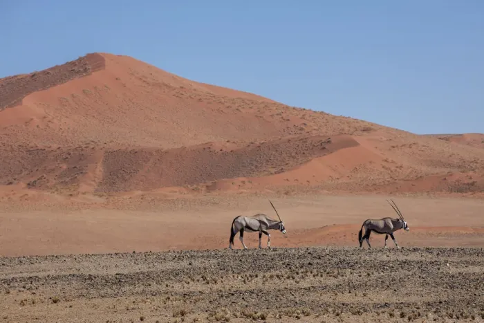Framed Print : Oryx walk across the desert landscape, Sossusvlei, Namibia Framed Print : Oryx walk across the desert landscape, Sossusvlei, Namibia