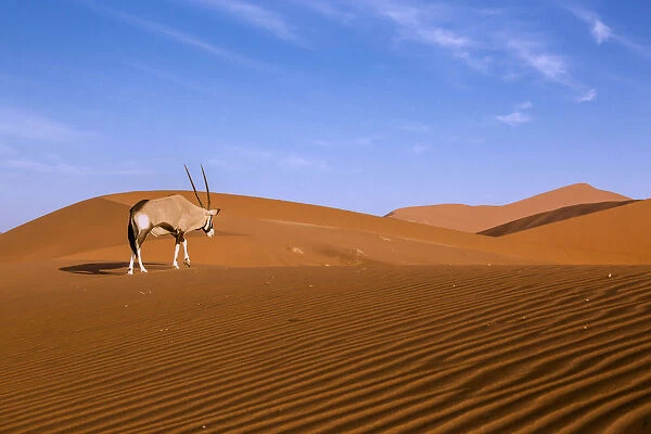 Oryx walking alone in the red dunes of Sossusvlei at sunset, Namibia