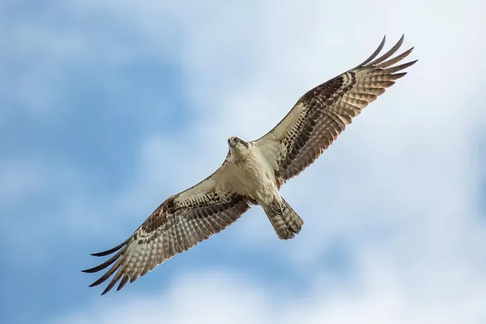 Framed Print : Osprey (Pandion haliaetus), Burlington, Ontario, Canada