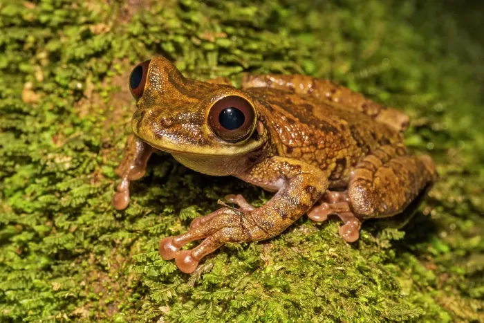 Framed Print : An Osteocephalus species of tree frog discovered near Tarapoto, Peru Framed Print : An Osteocephalus species of tree frog discovered near Tarapoto, Peru