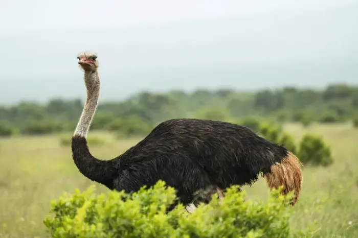 Framed Print : Ostrich, Addo Elephant National Park, Eastern Cape, South Africa