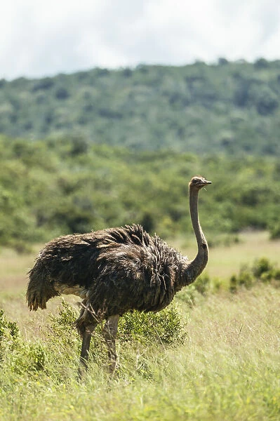 Ostrich, Addo Elephant National Park, Eastern Cape, South Africa