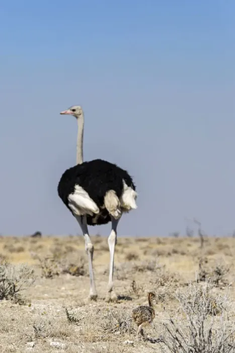 Framed Print : Ostrich with baby, Etosha, Namibia, Africa Framed Print : Ostrich with baby, Etosha, Namibia, Africa