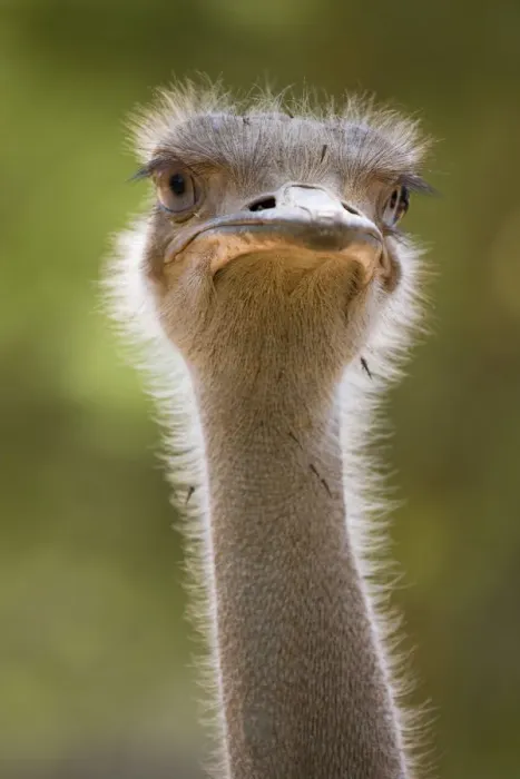 Framed Print : Ostrich, Lewa Wildlife Conservancy, Kenya Framed Print : Ostrich, Lewa Wildlife Conservancy, Kenya