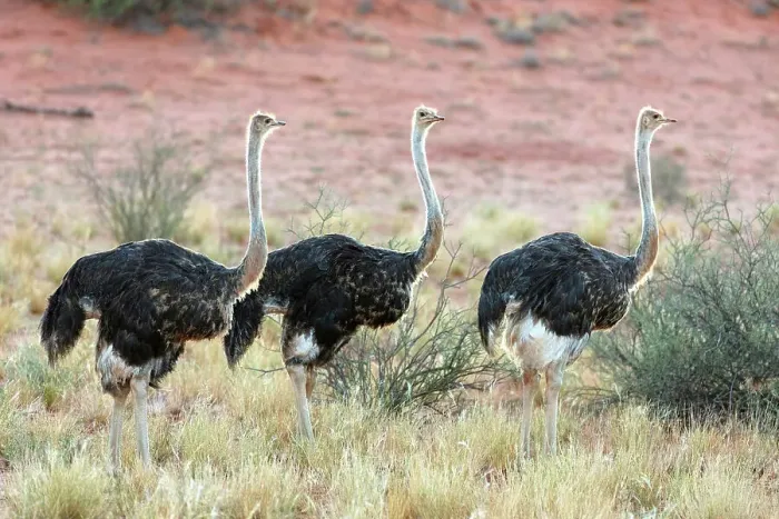 Framed Print : Ostriches, Bagatelle Kalahari Game Ranch, Namibia, Africa Framed Print : Ostriches, Bagatelle Kalahari Game Ranch, Namibia, Africa