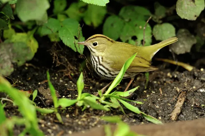 Framed Print : Ovenbird, (eiurus aurocapillus), Corkscrew Swamp Sanctuary, Naples, Florida, USA Framed Print : Ovenbird, (eiurus aurocapillus), Corkscrew Swamp Sanctuary, Naples, Florida, USA