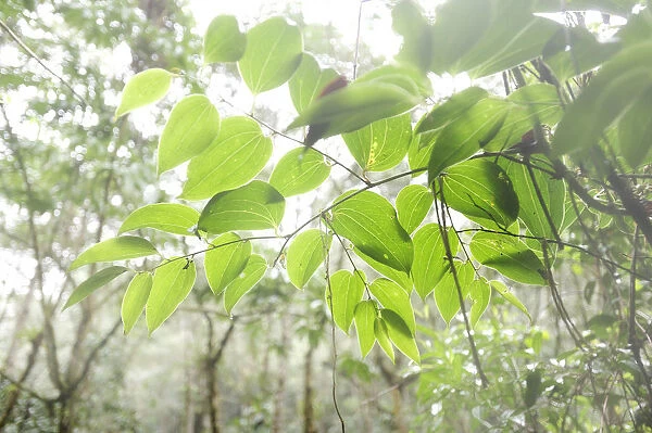 Overhanging branch in Parque Nacional de Amistad in Panama, Central America
