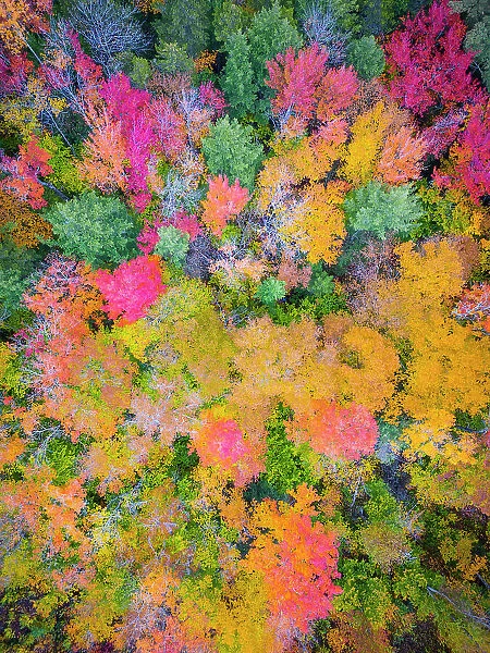 Overhead view of forest in the fall, Kancamagus Highway, New Hampshire, USA