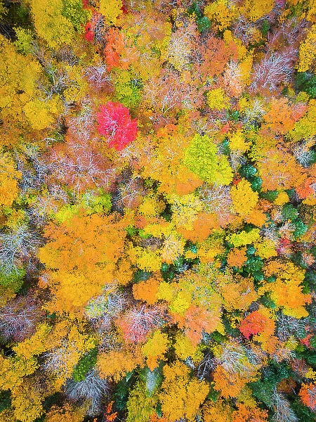 Overhead view of forest in the fall, New Hampshire, USA