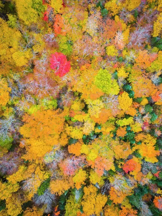 Framed Print : Overhead view of forest in the fall, New Hampshire, USA Framed Print : Overhead view of forest in the fall, New Hampshire, USA