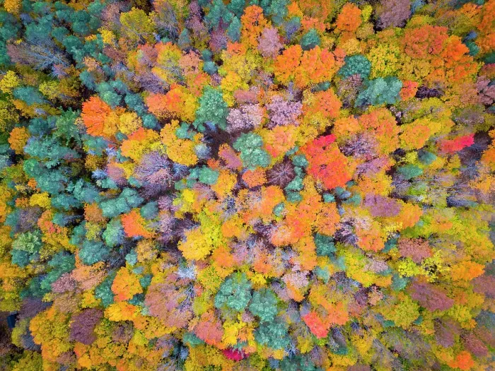 Framed Print : Overhead view of forest in the fall, Vermont, USA Framed Print : Overhead view of forest in the fall, Vermont, USA