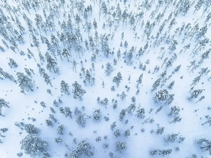 Framed Print : Overhead view of frozen trees in a wintry snowy forest, Lapland, Finland