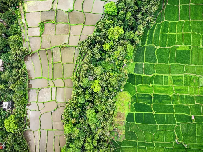 Framed Print : Overhead view of green terraced fields forming a patchwork, Ubud, Bali, Indonesia
