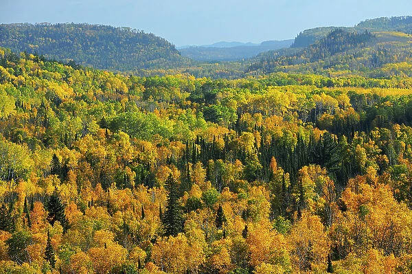 Overview of autumn colored forest in Neebing County South of Thunder Bay, Ontario, Canada