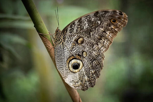Owl Eyed Butterfly, Mashpi, Reserva Mashpi Amagusa, Pichincha, Ecuador