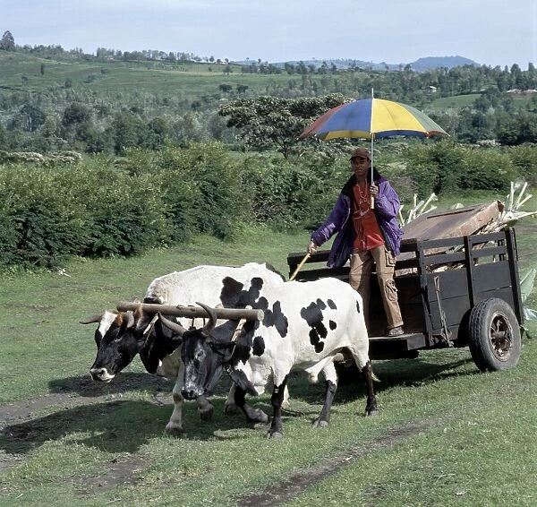 An ox-drawn cart near Arusha