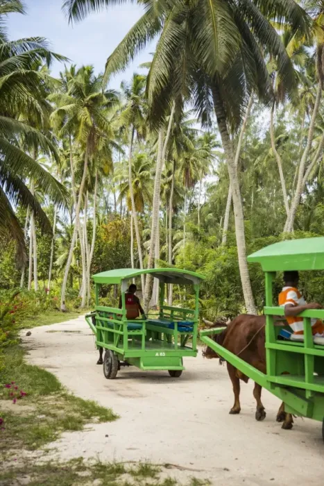 Framed Print : Ox drawn cart taxi, L Union Estate Plantation, La Digue, Seychelles