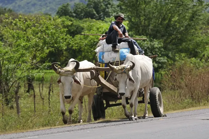 Framed Print : Ox wagon on Highway near Choliteca, Central America, Honduras Framed Print : Ox wagon on Highway near Choliteca, Central America, Honduras