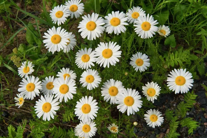 Framed Print : Oxeye Daisy (Leucanthemum vulgare) growing at Blindfold Lake Near Kenora, Ontario, Canada Framed Print : Oxeye Daisy (Leucanthemum vulgare) growing at Blindfold Lake Near Kenora, Ontario, Canada