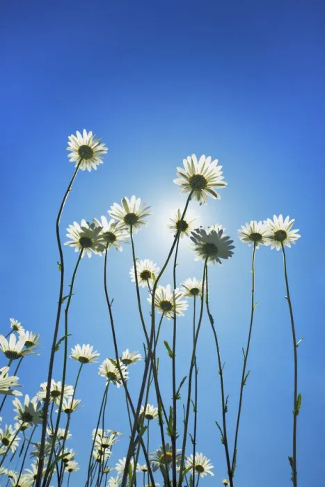 Framed Print : Oxeye daisy with sun - USA, Washington, Clallam, Sequim, east of - Olympic Peninsula Framed Print : Oxeye daisy with sun - USA, Washington, Clallam, Sequim, east of - Olympic Peninsula