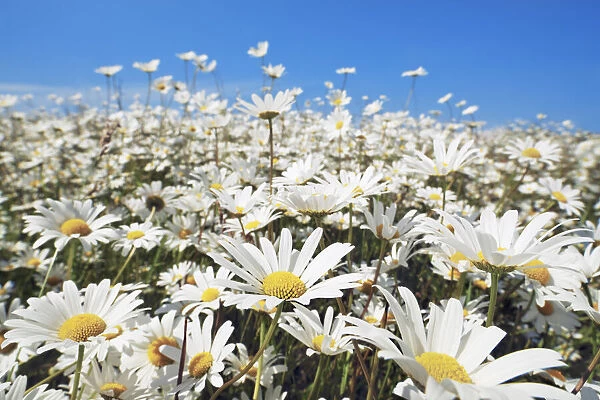 Oxeye daisy - USA, Washington, Clallam, Sequim, east of - Olympic Peninsula