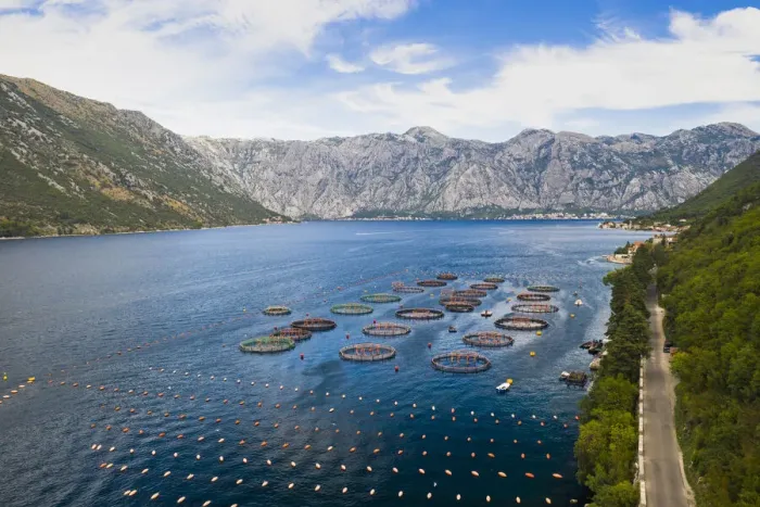 Framed Print : Oyestor Farm in the Bay of Kotor, Kotor, Montenegro Framed Print : Oyestor Farm in the Bay of Kotor, Kotor, Montenegro