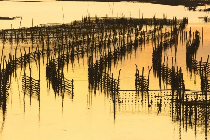 Framed Print : Oyster beds at sunset, Halong Bay, Quang Ninh Province, North-East Vietnam, South-East Framed Print : Oyster beds at sunset, Halong Bay, Quang Ninh Province, North-East Vietnam, South-East