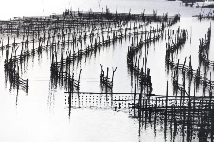Framed Print : Oyster beds at sunset, Halong Bay, Quang Ninh Province, North-East Vietnam, South-East Framed Print : Oyster beds at sunset, Halong Bay, Quang Ninh Province, North-East Vietnam, South-East